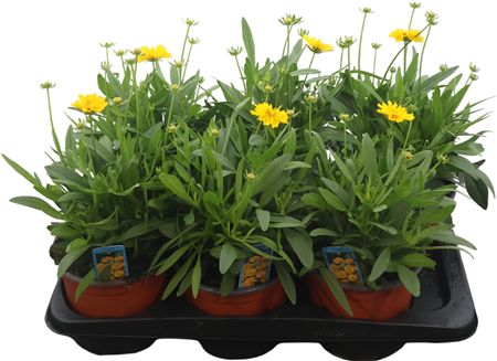 Coreopsis Gr Presto