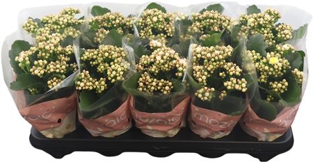 Kalan Gev Mozaic Bicolor