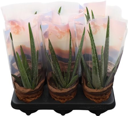 Aloe Vera