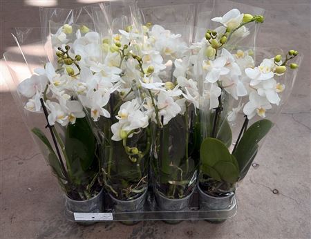 Phal Kolibri Wit 2 Tak