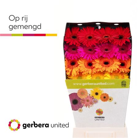 Ge Gr Mixed On Row Diamond