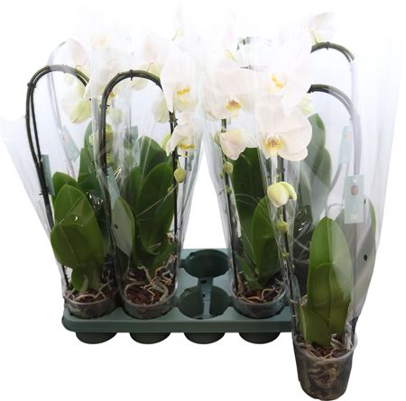 Phal Casc Wit Tokyo 1 Tak Big Flower
