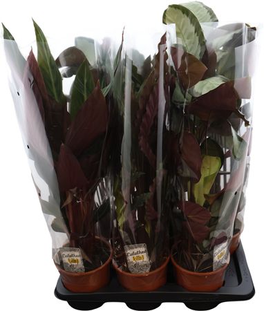 Calathea Gemengd