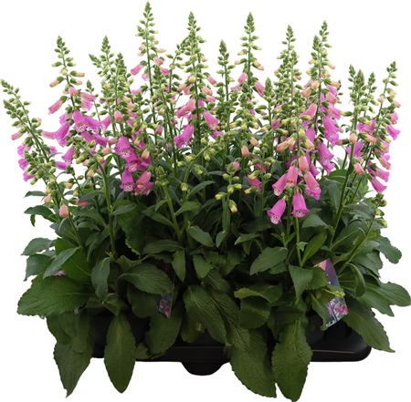 Digitalis Panther