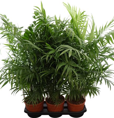 Chamaedorea Elegans