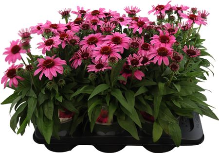 Echinacea Hot Pink
