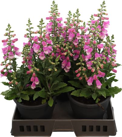 Digitalis Hanabee Rose