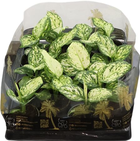 Aglaonema Commutatum Snowflake