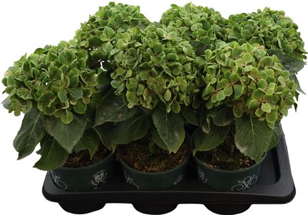 Hydrangea Vintage Op Stam,2 Soorten