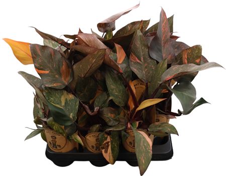 Philodendron Sunspot