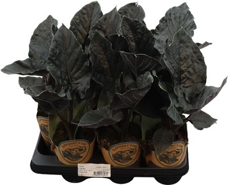 Alocasia Antor Velvet