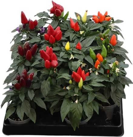 Capsicum An Gemengd