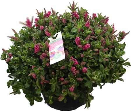 Hebe Addenda(r) Petita Roze Schaal