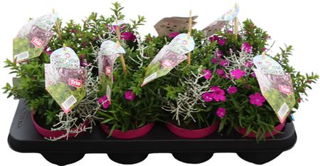 Dianthus Trio Mixpaletten