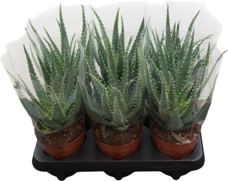 Aloe Arborescens