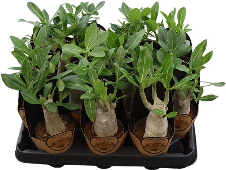 Adenium Arabicum