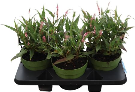 Persicaria Pink Elefant