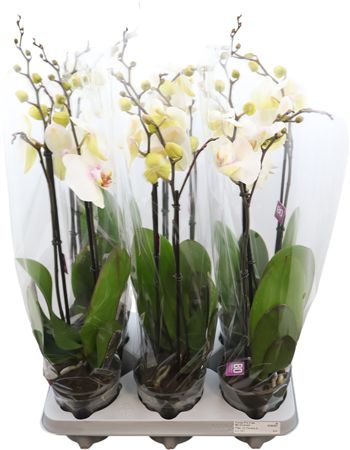 Phal With Love 2 Tak Optiflor