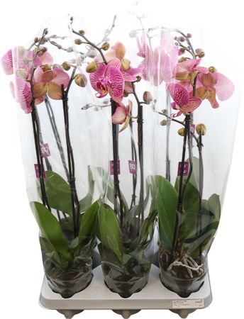 Phal Flame Pink Love 2 Tak Optiflor