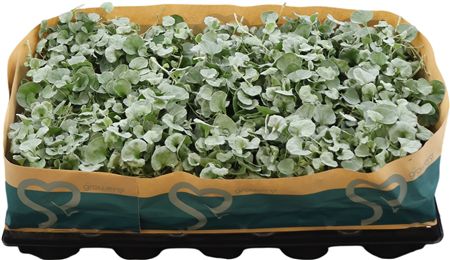 Dichondra Argentea Silver Falls