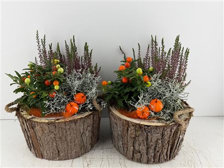 Arr (2) Boomschors hout rechth.
