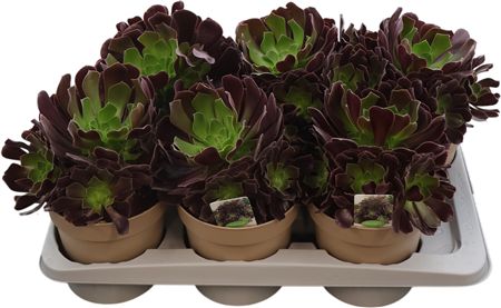 Aeonium Arbor Extra