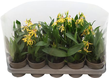 Orchidee Encyclia 1-3 Tak