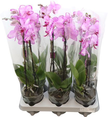 Phal Toshi 2 Tak Optiflor