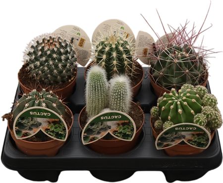 Cactus Mix