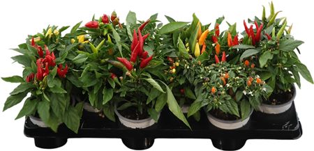 Capsicum Sombrero Gemengd