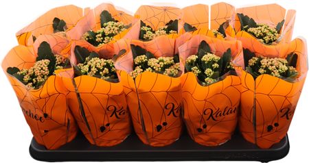 Kalan Gev Oranje Halloween