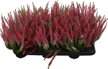 Calluna Beauty Ladies Rot Rote Long