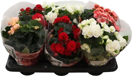 Begonia Premium Mix