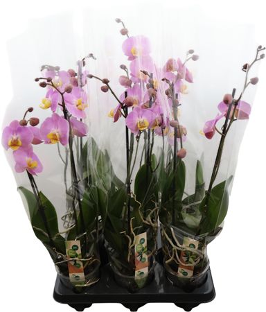 Phal Honeycomb 2 Tak 14+