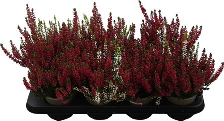 Calluna Garden Girls Twin Twin Rote Weisse
