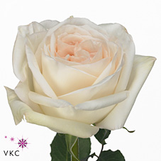 R Gr Garden White O Hara