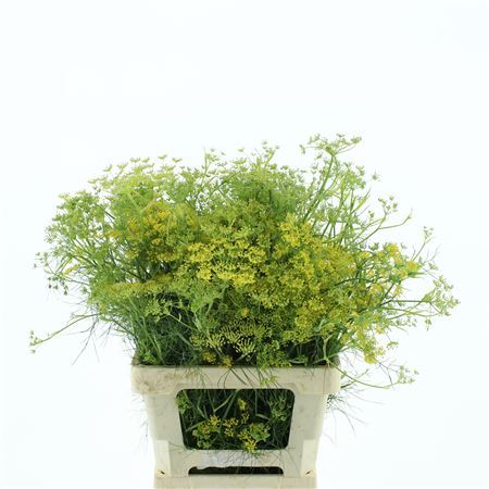 Ferule Seed 100cm P Stem
