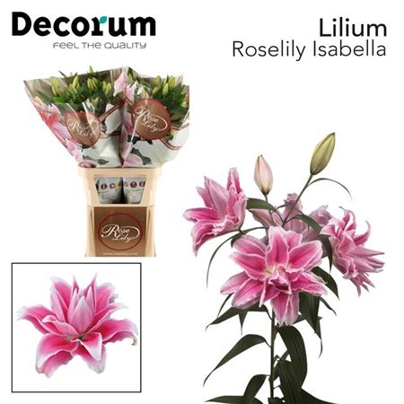 Li Or Roselily Double Isabella 3+