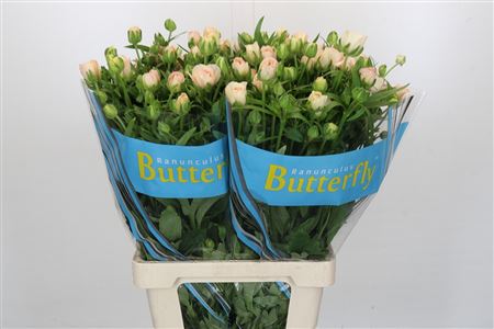 Ran Butterfl Ariadne