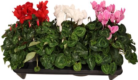 Cycl Per Ss Gemengd Xl