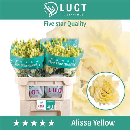 Eust G Alissa Yellow