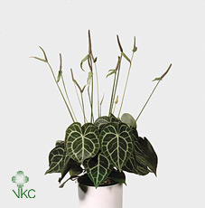 Anthurium Clarinervium