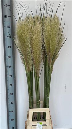 Cortaderia