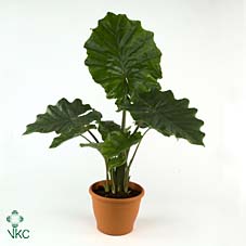 Alocasia Portodora
