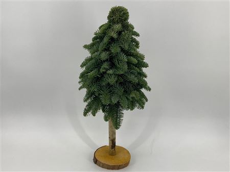 Bonsai In Houten Kist