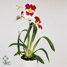 Miltoniopsis 2 Tak