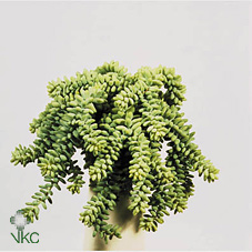 Sedum Burrito