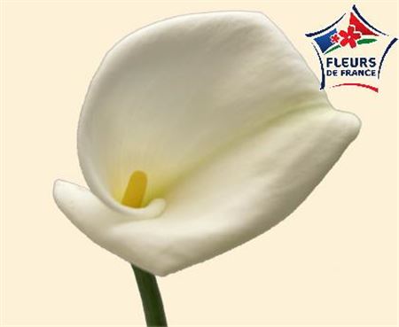 Arum Blanc Grosse Fleur 60/70 Cm