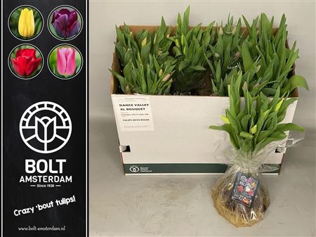 Tulips With Bulbs Bouquet