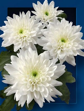 * Chr T Ov. White (65gr)